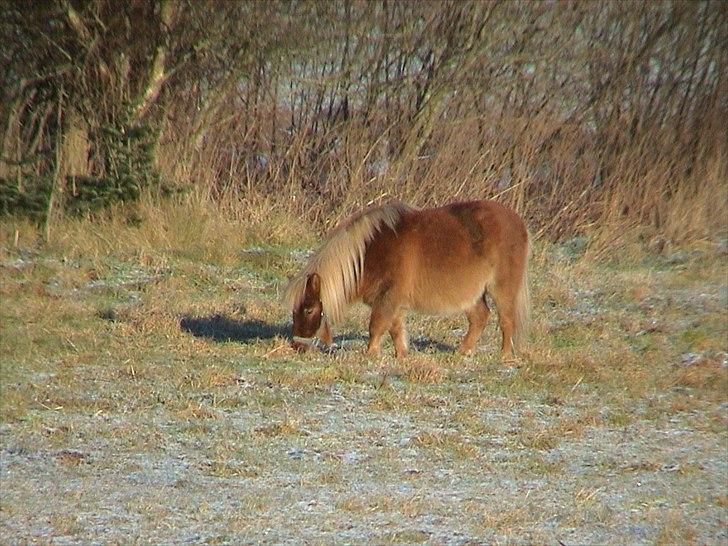 Shetlænder Sigurd - En dag hvor Sigurd rendte væk;) billede 4