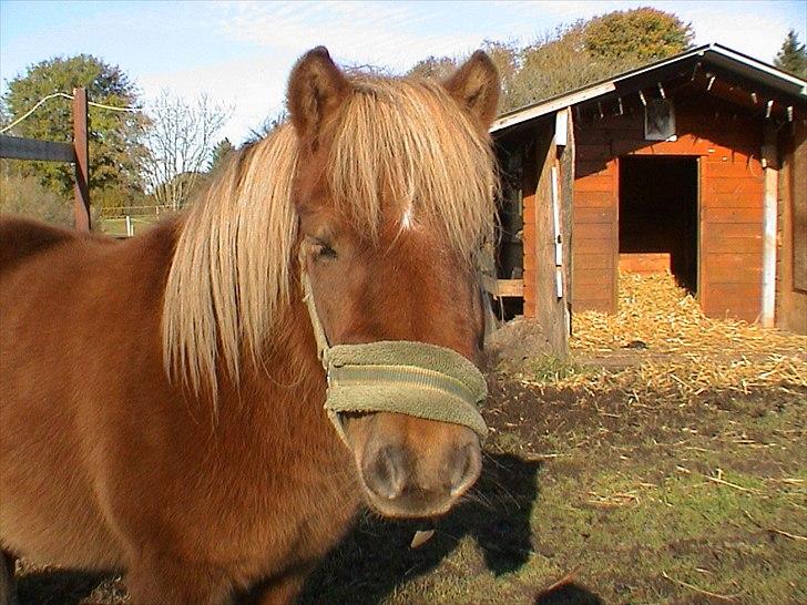 Shetlænder Sigurd - jeg savner di så udeskriveligt meget <3 billede 5