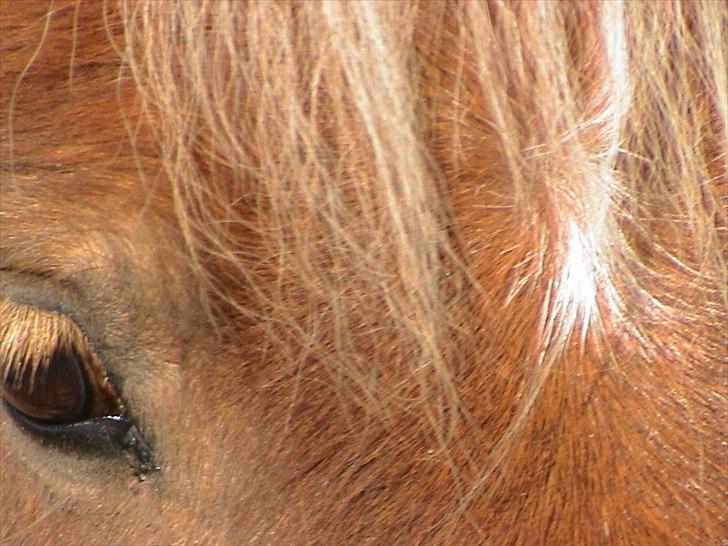 Shetlænder Sigurd billede 6