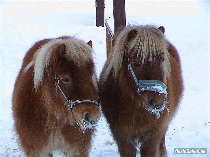 Shetlænder Sigurd billede 7