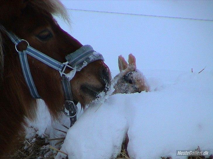 Shetlænder Sigurd billede 8