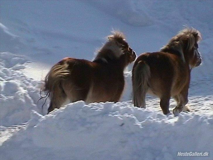 Shetlænder Sigurd billede 9