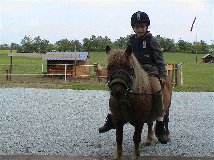 Shetlænder Sigurd - første gang  jeg rider ham :D var så stolt <3 billede 10