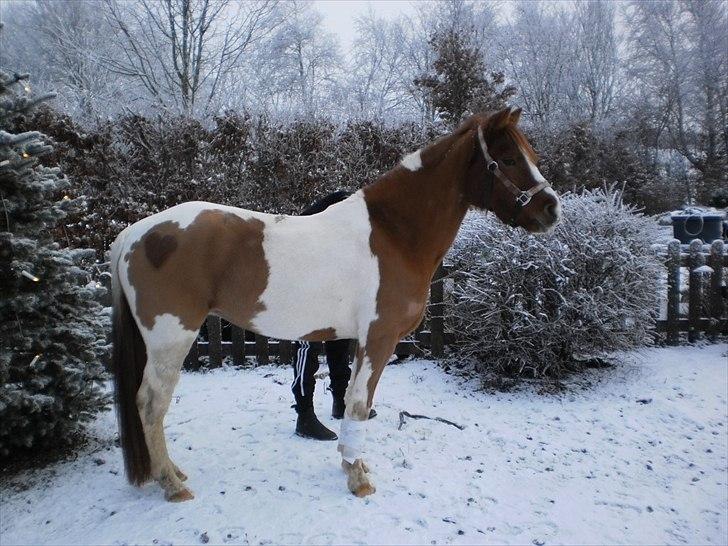 Anden særlig race Fjuri  SOLGT ;( billede 19