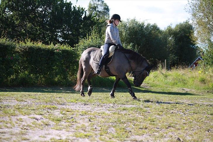 Islænder Sunna fra Vrangbækgård - Sunna og jeg august 2010 billede 17