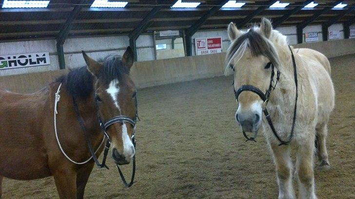 Fjordhest Rico *X-Part* - De to bamser, Rico og Felix (LL)<33 ~ Foto: mig. billede 14