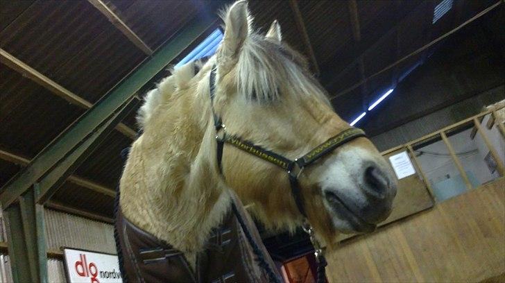 Fjordhest Rico *X-Part* - Rico, fra en helt ny vinkel :DD ~ Foto: mig. billede 15