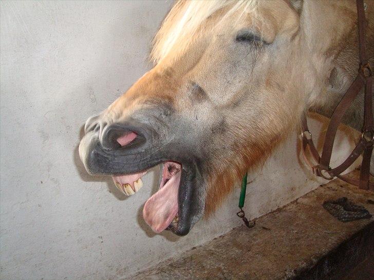 Fjordhest Rico *X-Part* - Rico er vidst lidt træt`;-) ~ Foto: mig. billede 16