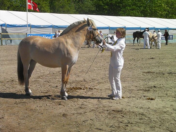 Fjordhest Marika Møldrup - Dyreskue som 2 års billede 19