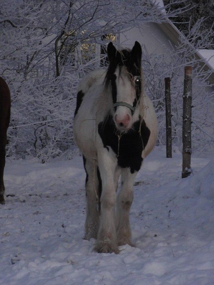 Irish Cob Jake of Ryan - Vinter 2012 billede 1