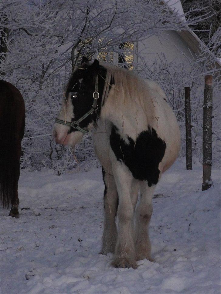 Irish Cob Jake of Ryan - Vinter 2012 billede 2