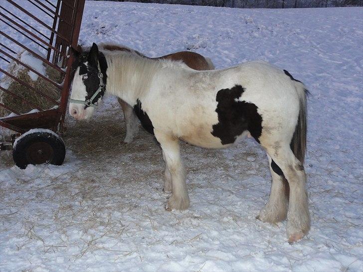 Irish Cob Jake of Ryan - Vinter 2012 billede 3