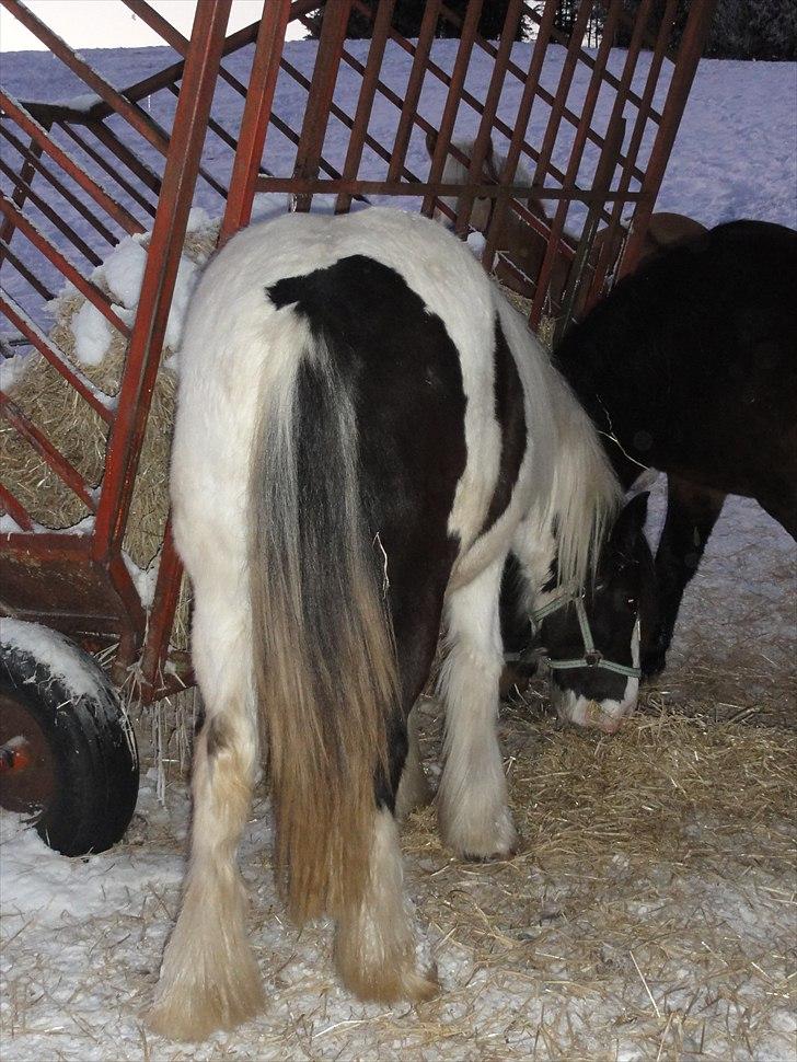 Irish Cob Jake of Ryan - Vinter 2012 billede 4