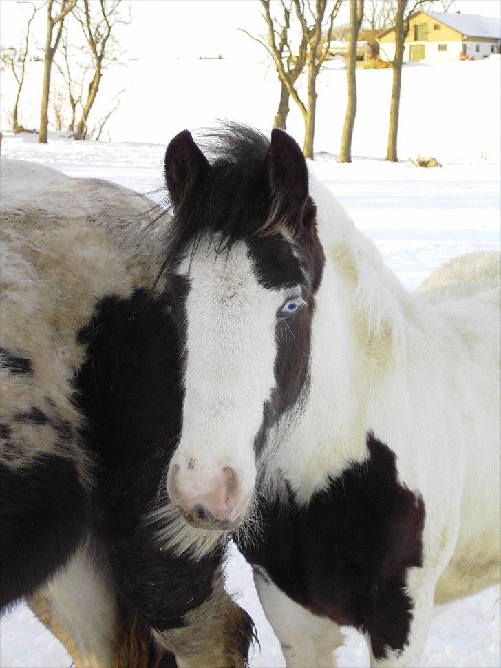 Irish Cob Jake of Ryan billede 5