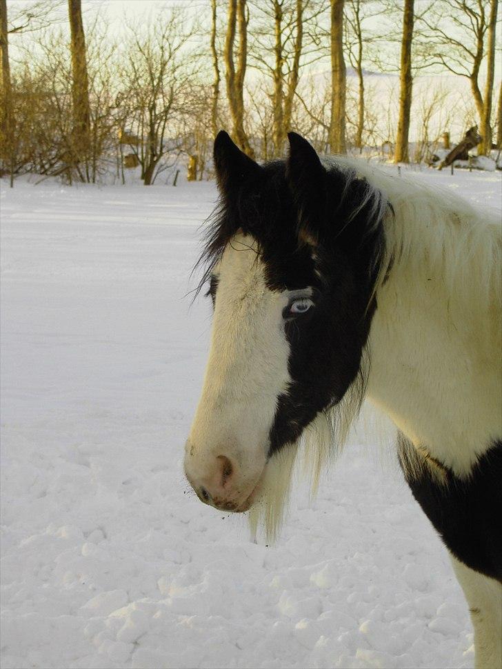 Irish Cob Jake of Ryan billede 6