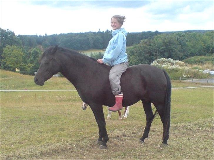 New Forest Hamborgs Bellis "Belle" **SOLGT** - Bellis du er min stjerne<3 billede 10