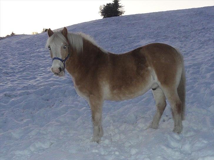 Tyroler Haflinger Nuuk Lundgaard billede 9