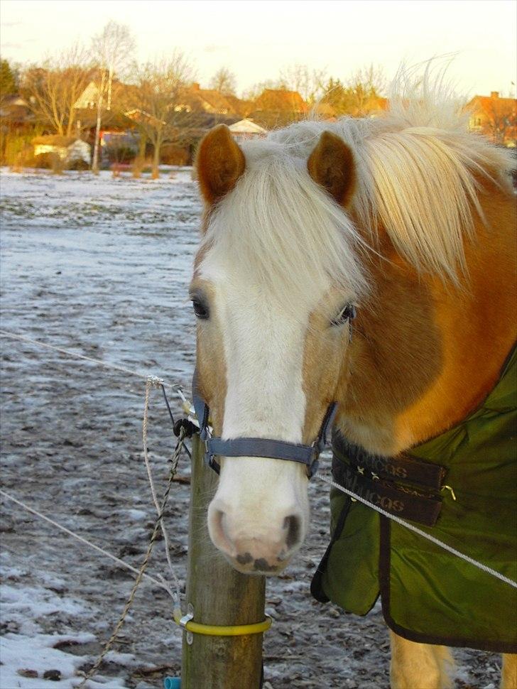 Tyroler Haflinger Nuuk Lundgaard billede 10