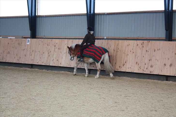 Tyroler Haflinger Nuuk Lundgaard billede 11