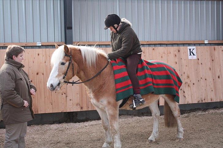 Tyroler Haflinger Nuuk Lundgaard billede 12