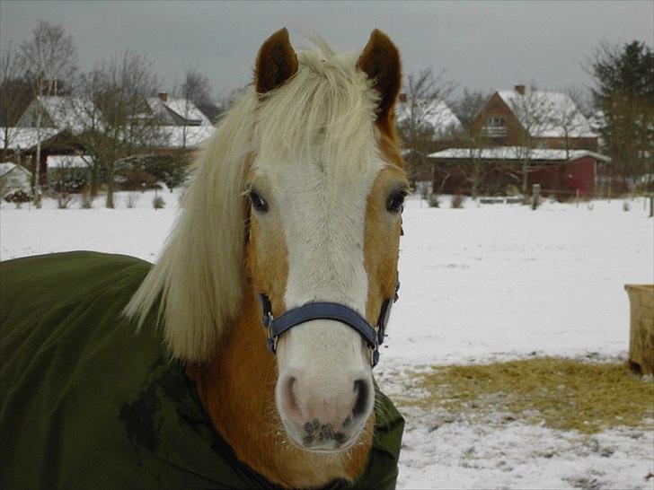 Tyroler Haflinger Nuuk Lundgaard billede 13