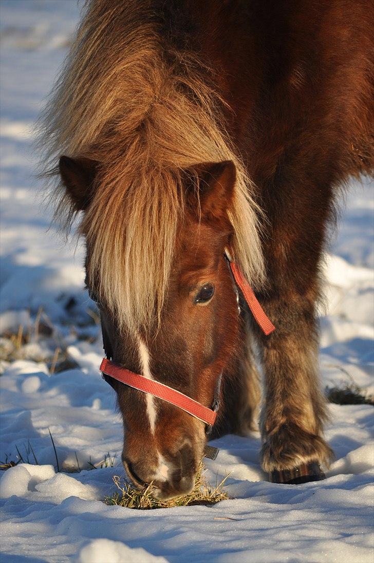 Anden særlig race Pjok - Pjok - 12. dec. 2010 billede 13