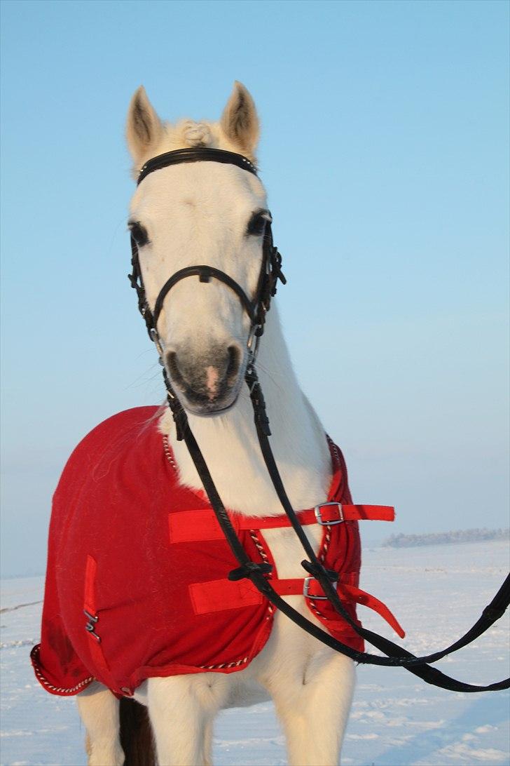 Welsh Mountain (sec A) Rosengårdens Jasmin - Jasmin som modelprut:D.  billede 20