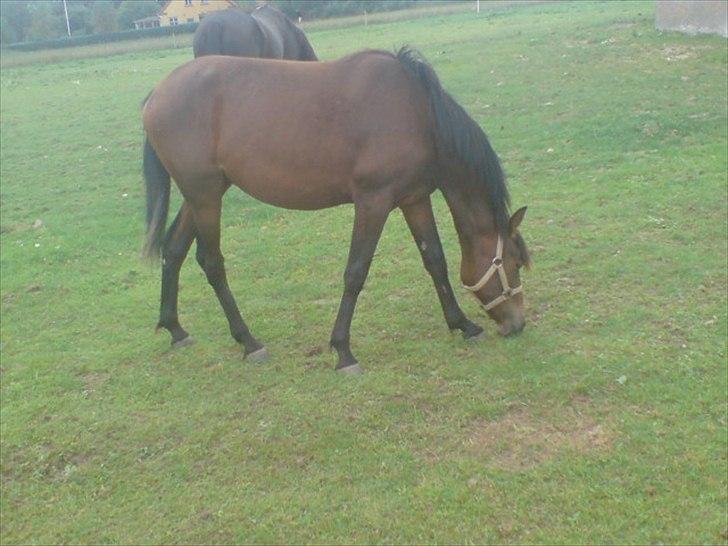 Anden særlig race Viktor billede 12