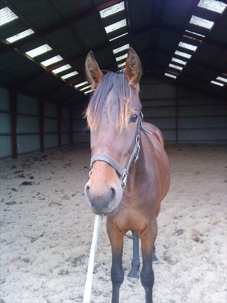 Anden særlig race Viktor billede 13