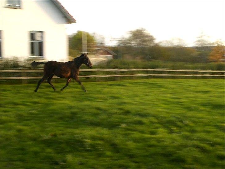 Anden særlig race Viktor billede 14