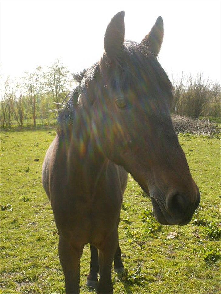 Anden særlig race Viktor billede 15
