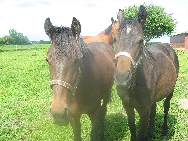 Anden særlig race Viktor billede 16