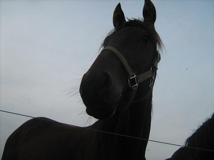 Anden særlig race Viktor billede 17