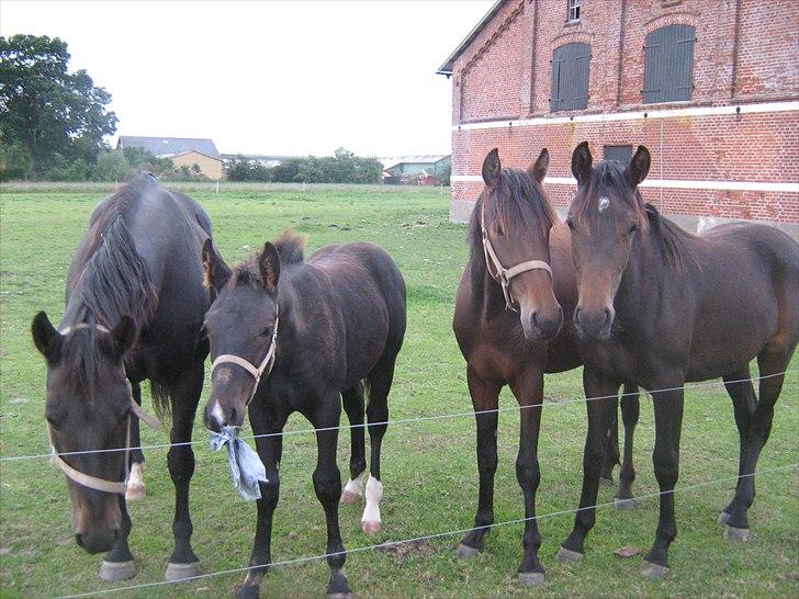 Anden særlig race Viktor billede 18