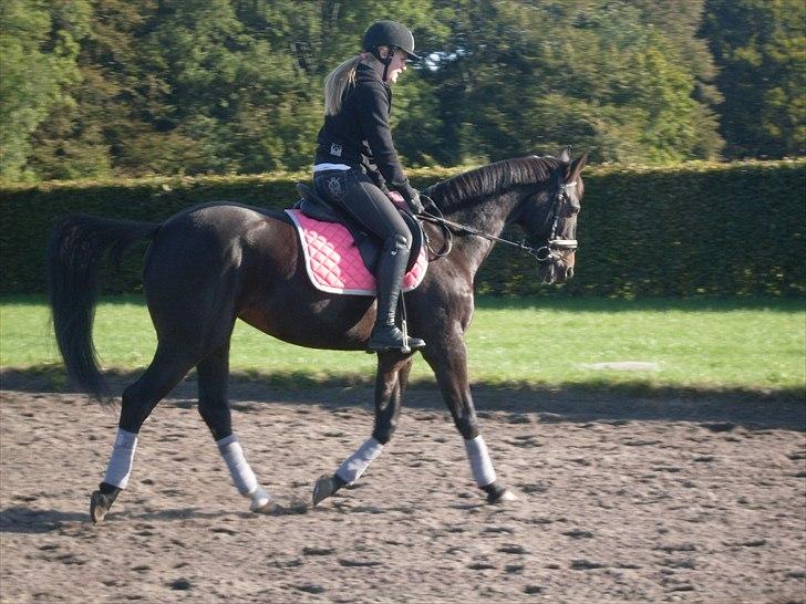 Anden særlig race Just Me billede 13