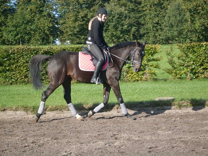 Anden særlig race Just Me billede 14