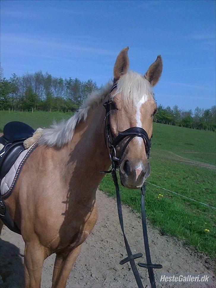 Anden særlig race pegasus billede 8