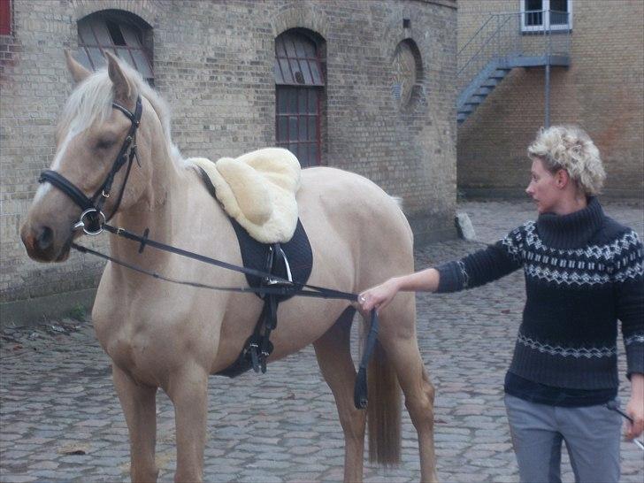 Anden særlig race pegasus billede 10