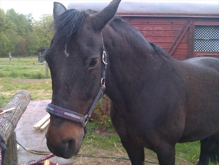 Anden særlig race Augusta - Foto: mig :) billede 11