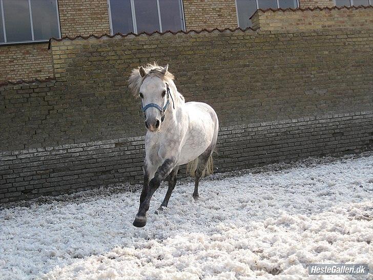 Welsh Mountain (sec A) Elvis Pony  - Peter plys er sød, Peter plys er kær. Men ikke så meget som du er værd. For venner er venner i nutid og datid, men vi to er venner FOREVIGT OG ALTID<3 Elvis du er ubeskrivelig, ved ikke hvad jeg sku´ gøre uden dig!?<3(billede taget af Chrille, tak<3) billede 6