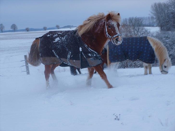 Anden særlig race Fie billede 4