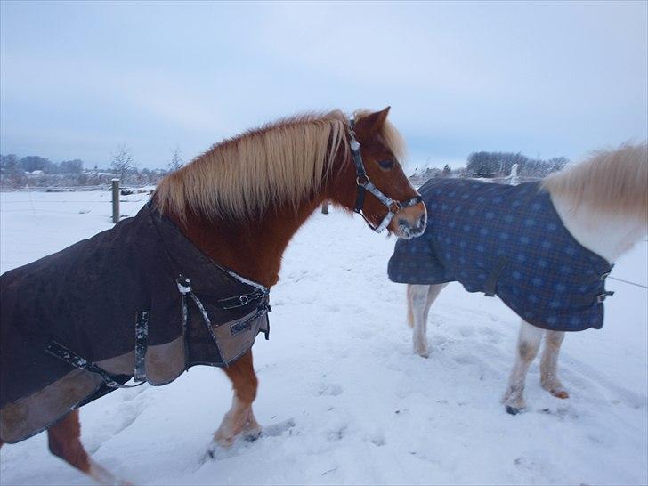Anden særlig race Fie billede 5