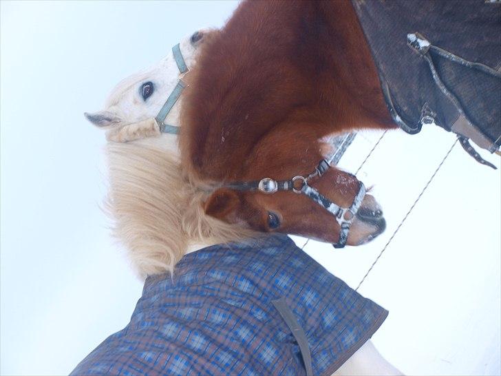 Anden særlig race Fie billede 6