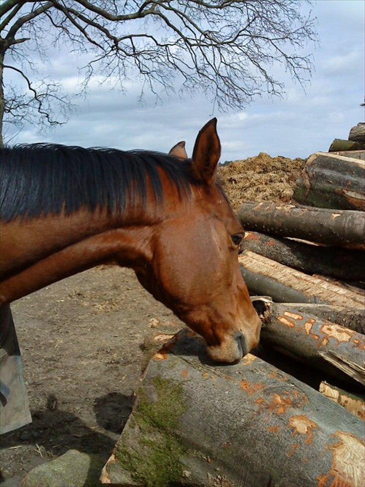 Arabisk fuldblod (OX) Emma OX - Emma har fået smag for barken :p billede 14