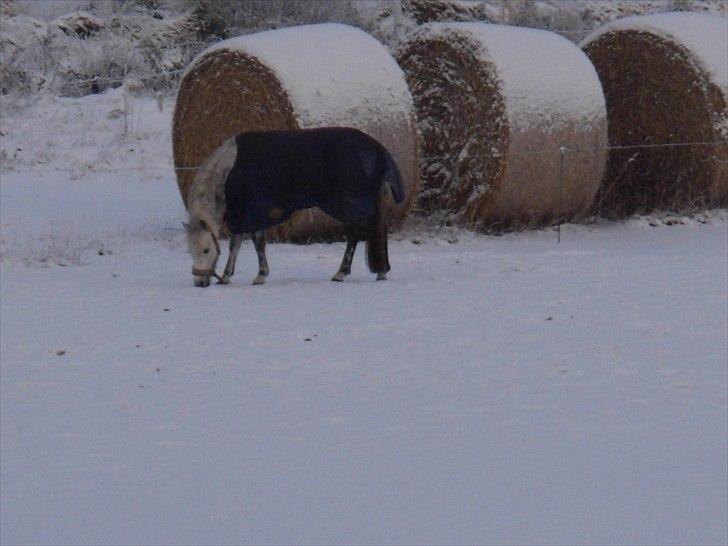 Anden særlig race Grey Star billede 9