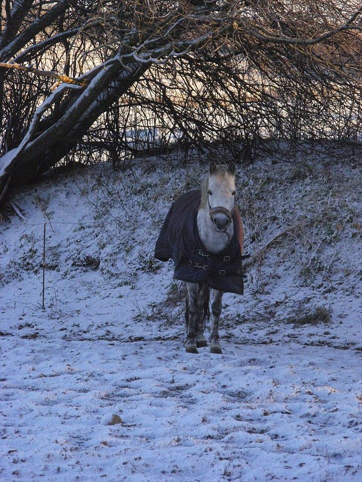 Anden særlig race Grey Star billede 10