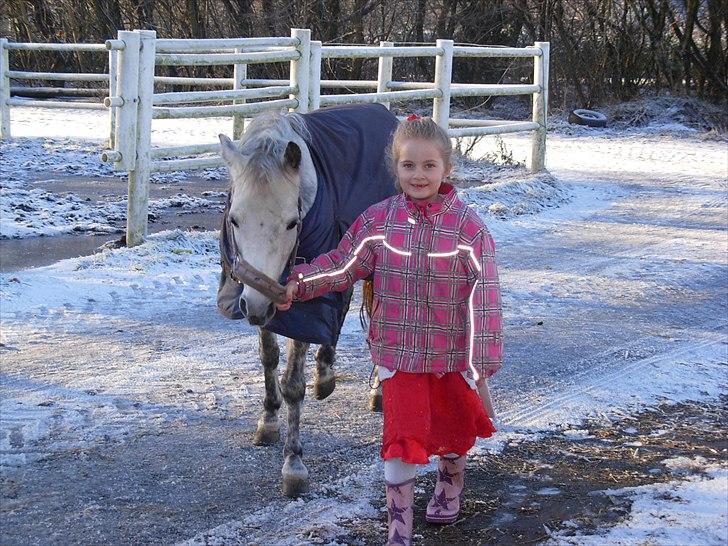 Anden særlig race Grey Star billede 11