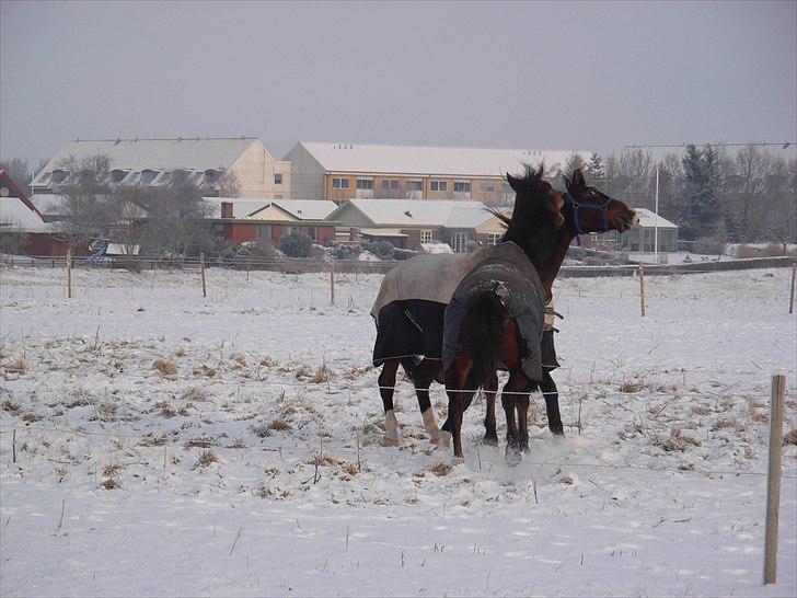 Dansk Varmblod Munkebjergs Faberge billede 17