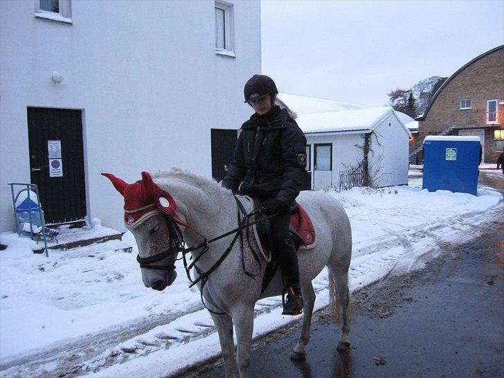 Anden særlig race Chapplin <3 Solgt :-( - har lige vundet en sløjfe hun var såå dygtig <3 billede 9