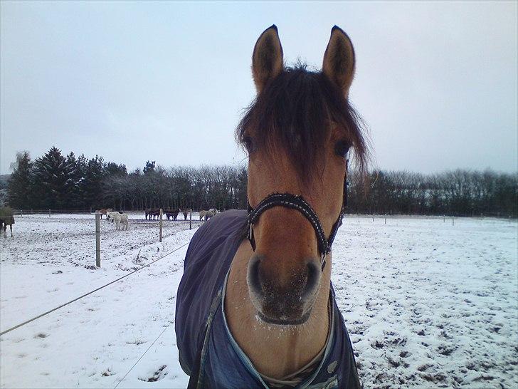 Anden særlig race Cosmos solgt  billede 20